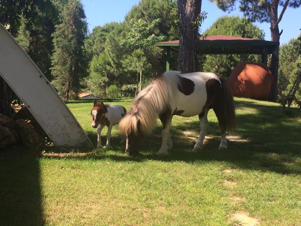 Villa Helios Belek