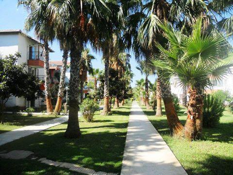 Palm *